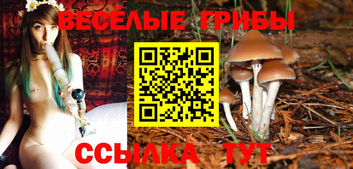 Курчалой  Псилоцибиновые грибы мицелий  Вход с VPN 
