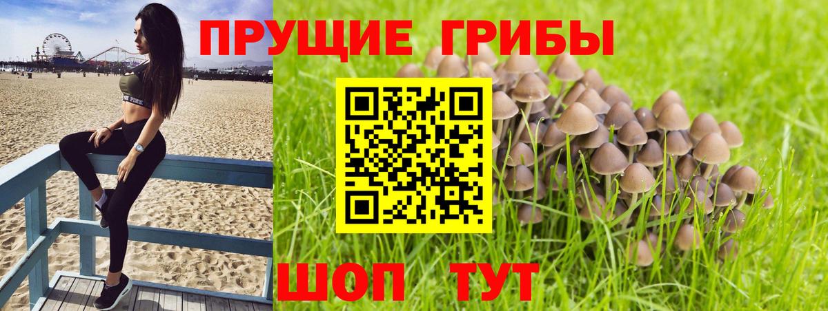 Псилоцибиновые грибы Psilocybe Курчалой